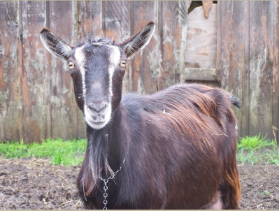 one of our goats looking at you